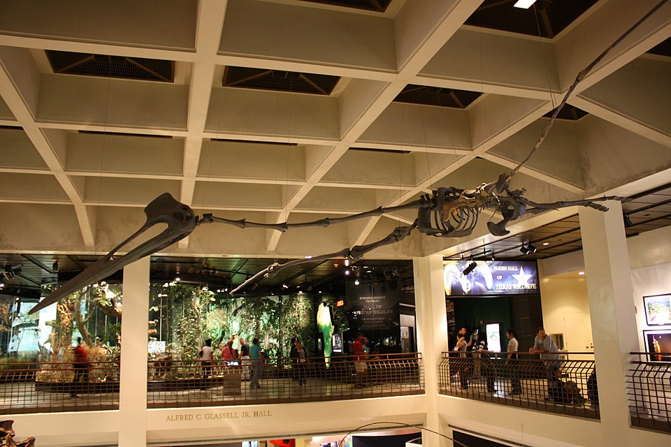 Skeletal model of Quetzalcoatlus northropi on display at the Houston Museum of Natural Science