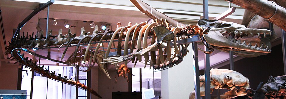 Mounted skeleton of Basilosaurus cetoides on display at the Smithsonian National Museum of Natural History, showing the elongated serpentine vertebral column