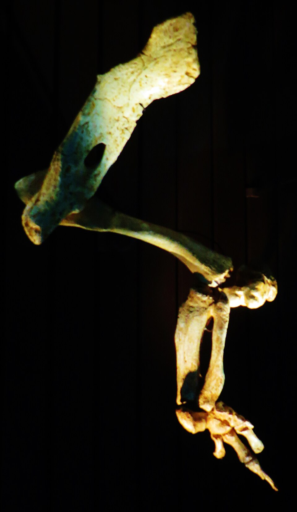 Articulated cast of the diminutive hind limb of Basilosaurus isis showing femur, tibia, fibula, and three-toed paraxonic foot