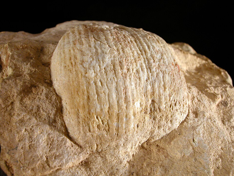 Fossil brachiopod shells preserved in limestone