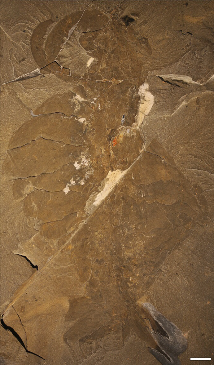 Fossil specimen of Anomalocaris canadensis from the Burgess Shale, Royal Ontario Museum specimen ROM 51214