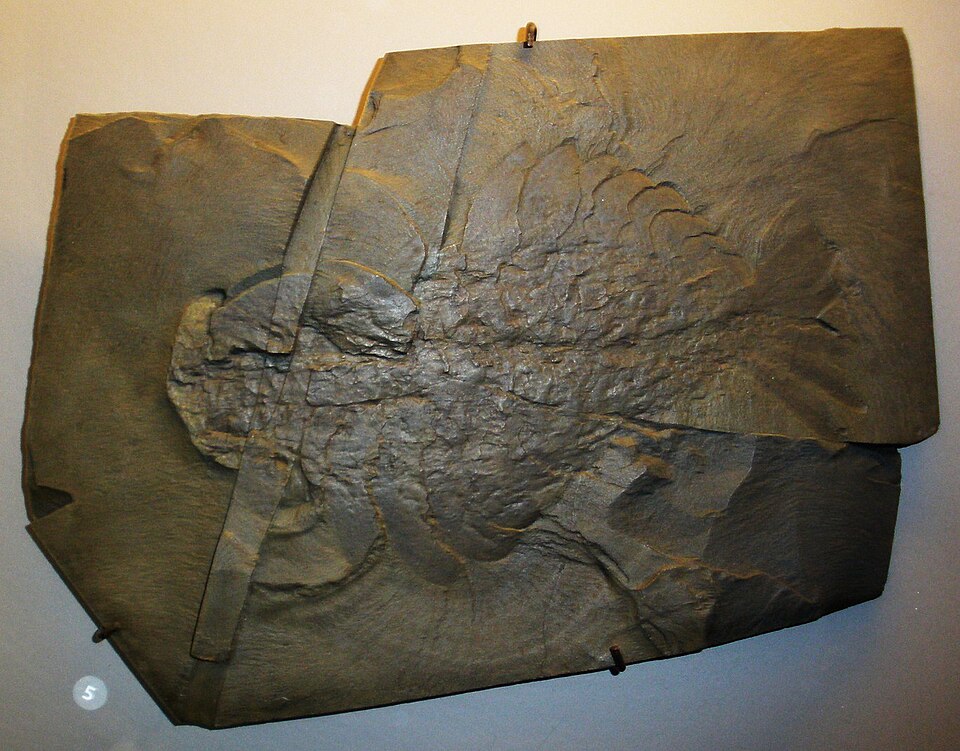 Fossil of Anomalocaris canadensis, the apex predator of Cambrian seas