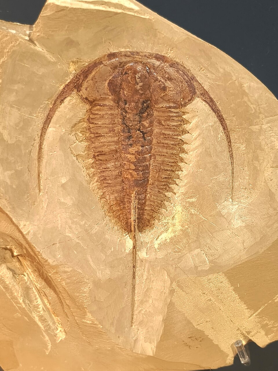 Eoredlichia intermedia, an early trilobite from the Chengjiang biota of Cambrian Stage 3, Yunnan Province, China