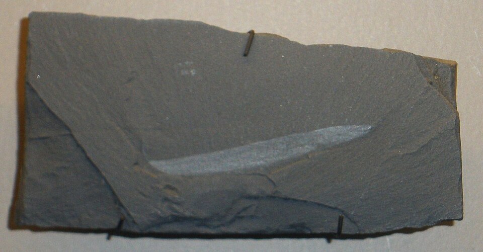 Fossil of Pikaia gracilens, an early chordate from the Middle Cambrian Burgess Shale