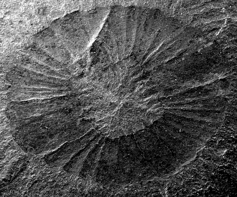 Fossil of the circular oral cone of Peytoia nathorsti from the Burgess Shale