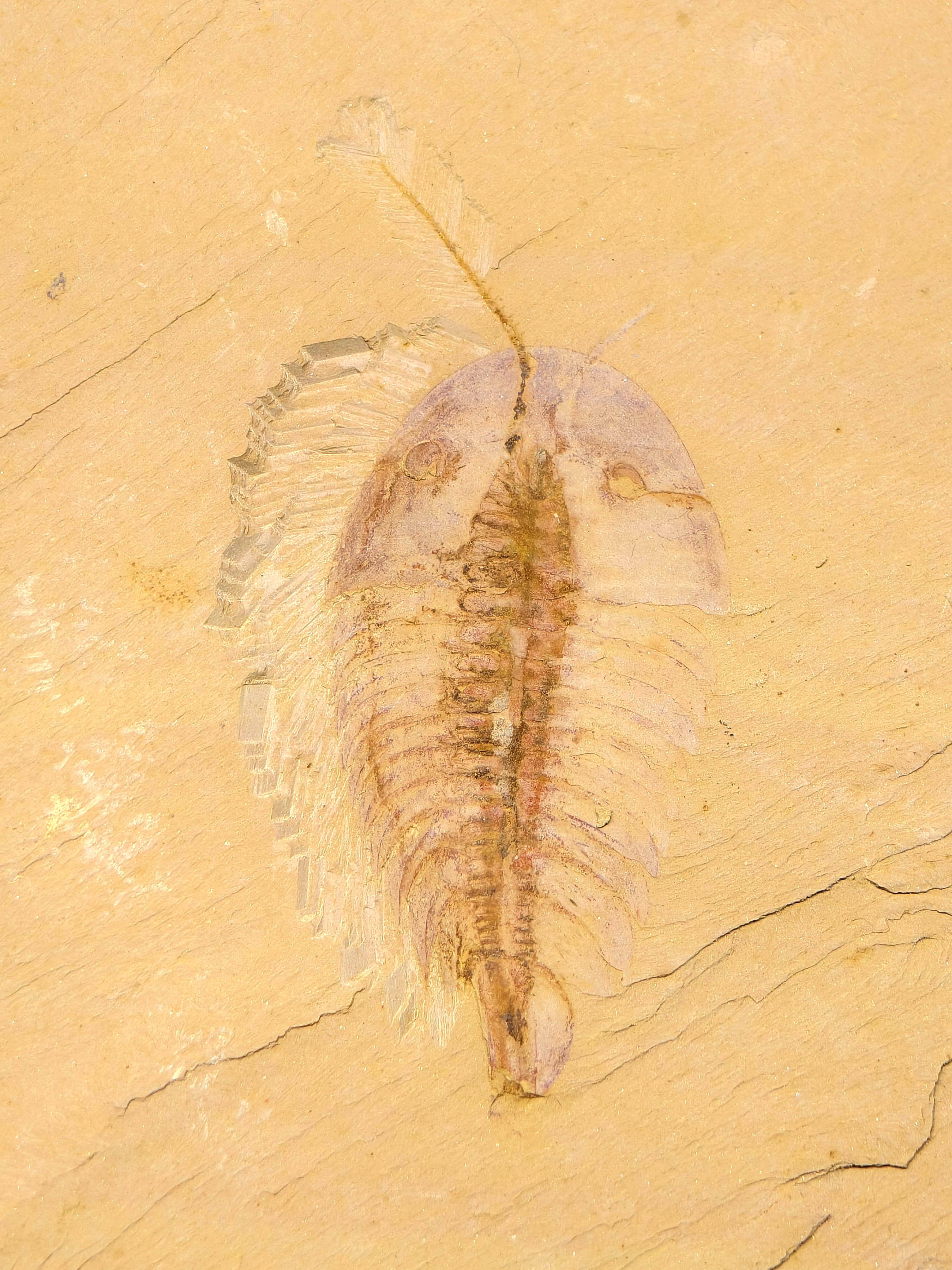 Fossil of Xandarella spectaculum, an Early Cambrian arthropod from the Chengjiang biota of Yunnan Province, China