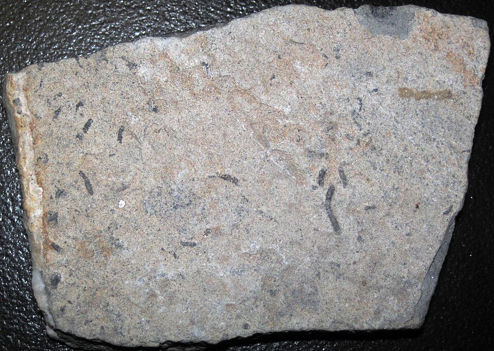 Cloudina fossils from the Neoproterozoic of Brazil, tubular calcareous shells among the earliest known biomineralizing animals
