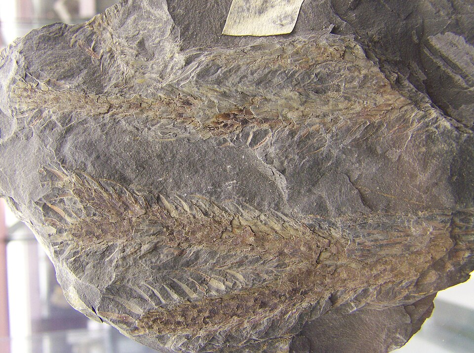 Fossil bark impression of Lepidodendron lycopodioides showing characteristic diamond-shaped leaf scars