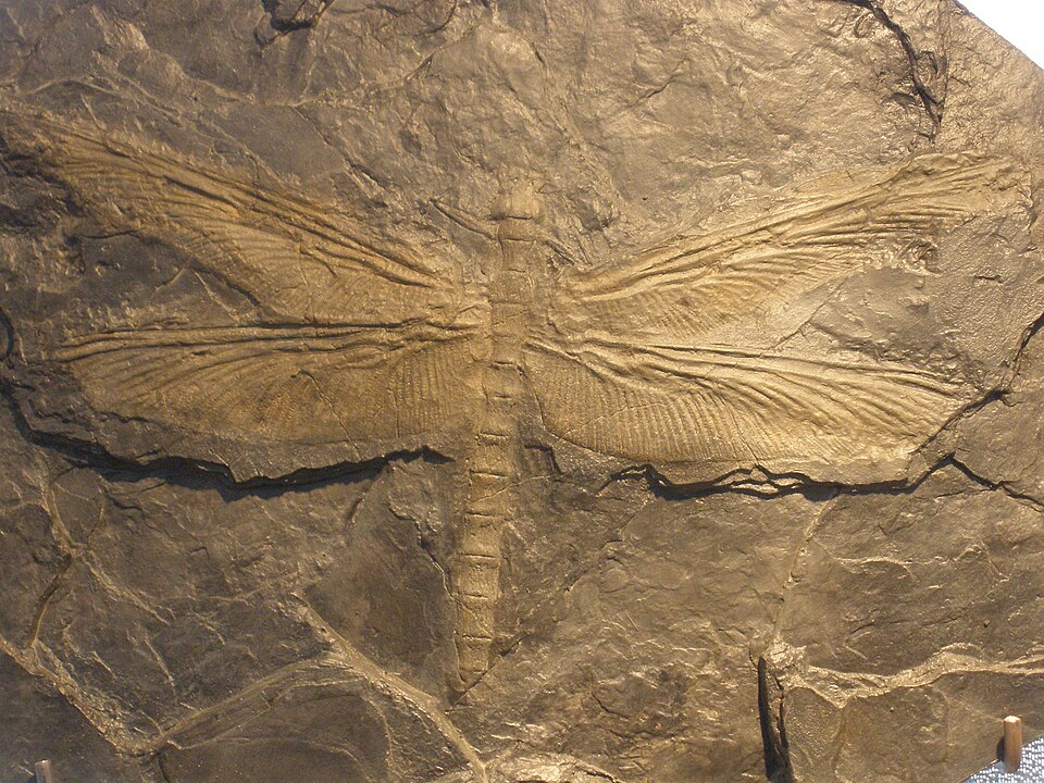 Fossil of a giant Carboniferous arthropod