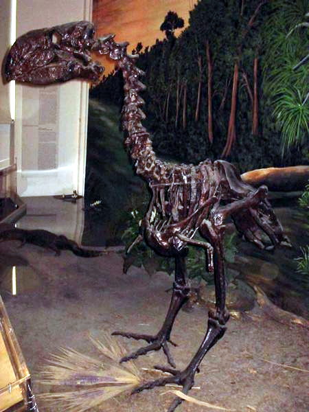 Fossil skeleton of a large Cenozoic bird