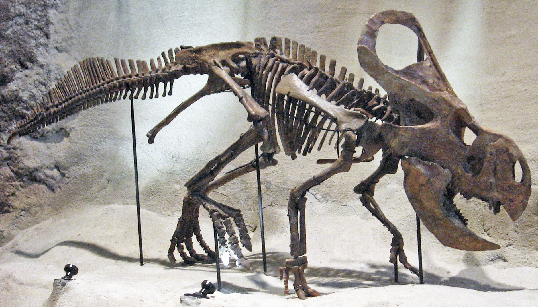 Protoceratops andrewsi fossil skeleton from the Upper Cretaceous Djadokhta Formation of Mongolia, displayed at the Carnegie Museum of Natural History