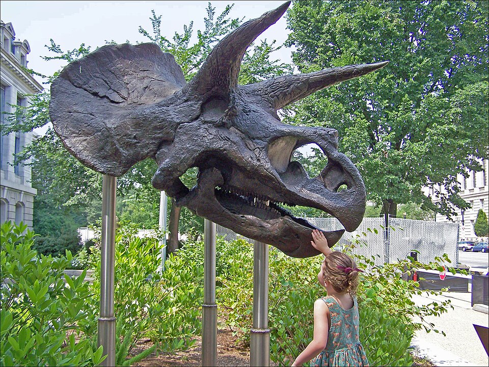 Triceratops skull cast in the entrance to the Smithsonian National Museum of Natural History, Washington DC, United States