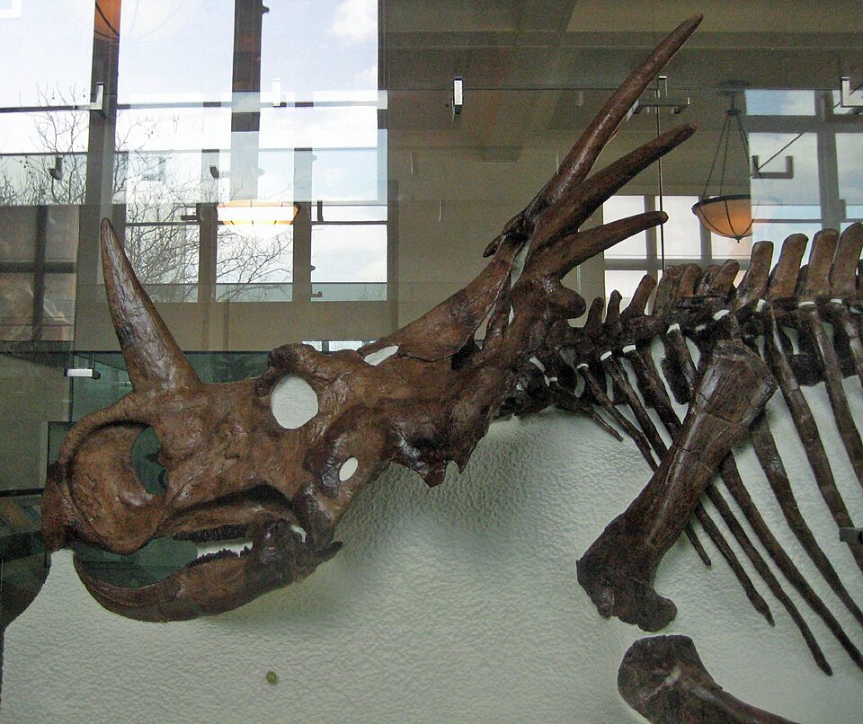 Styracosaurus albertensis skull on display at the American Museum of Natural History, showing the elaborate frill spikes characteristic of centrosaurine ceratopsians