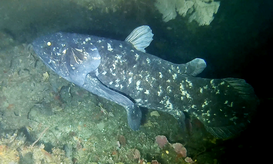 A living West Indian Ocean coelacanth (Latimeria chalumnae) photographed at 69 metres depth off the KwaZulu-Natal South Coast, South Africa