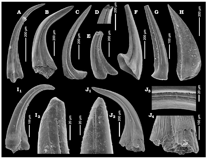 Conodont elements preserved as microfossils, showing the tooth-like phosphatic structures used in feeding