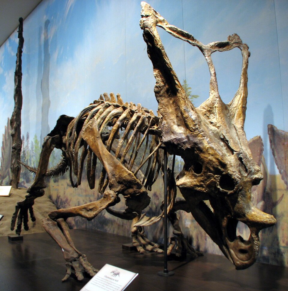 Mounted skeleton of Chasmosaurus belli, a ceratopsian dinosaur from the Late Cretaceous of North America