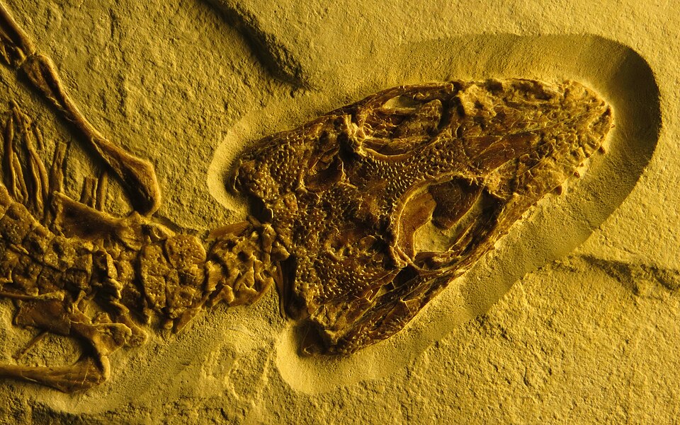 Fossil skull of an ancient crocodylomorph