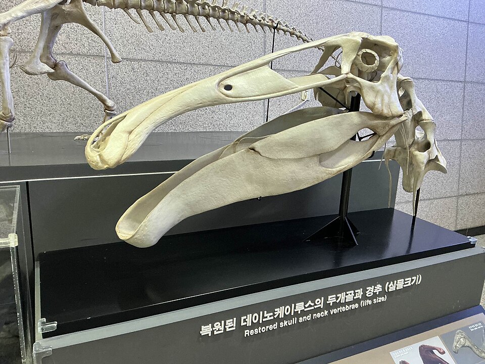 Mounted skeleton of Deinocheirus mirificus