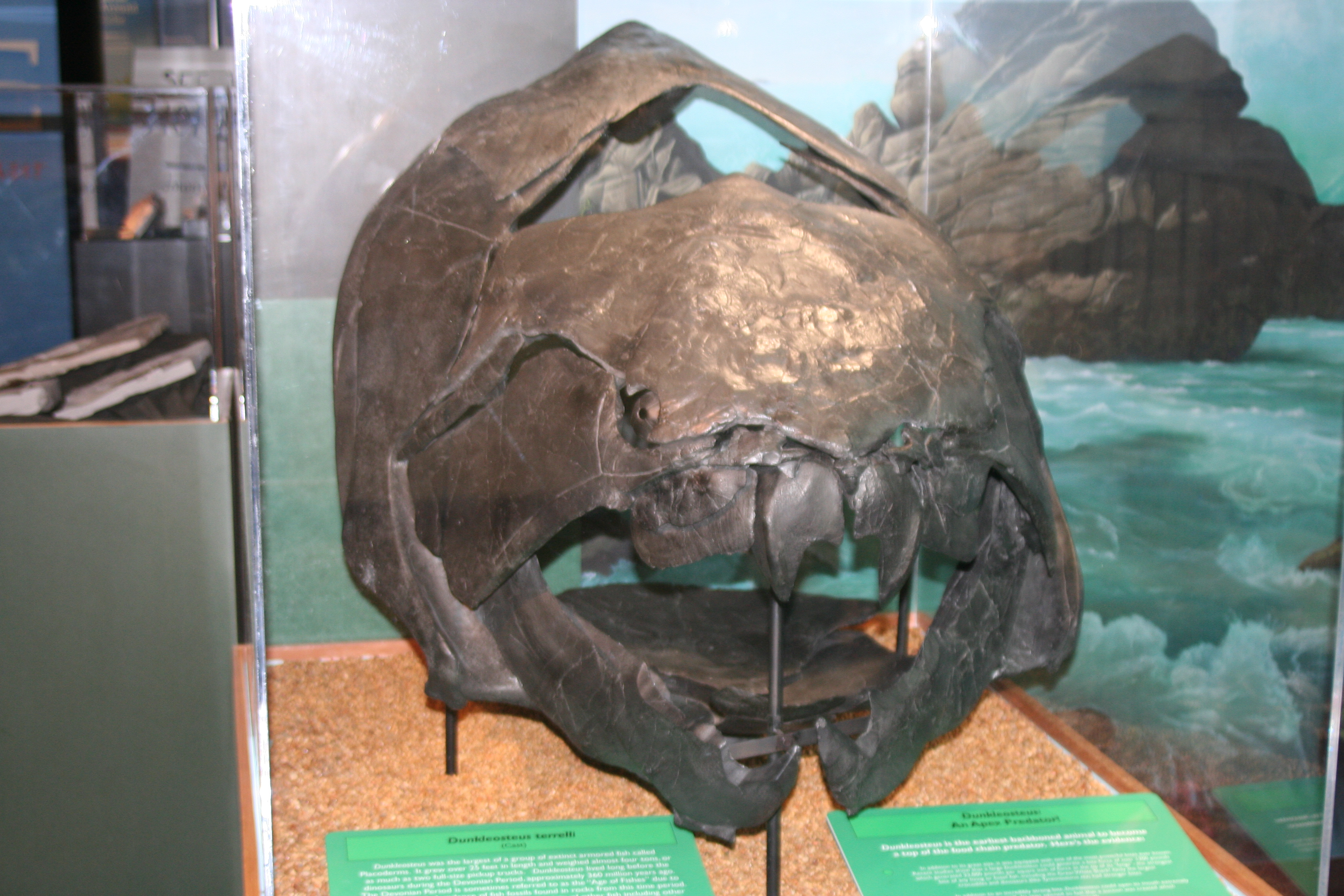 Fossil skull of Dunkleosteus terrelli, a massive Late Devonian placoderm fish