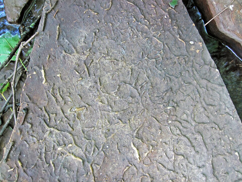 Fossil trackway of an early tetrapod from the Devonian