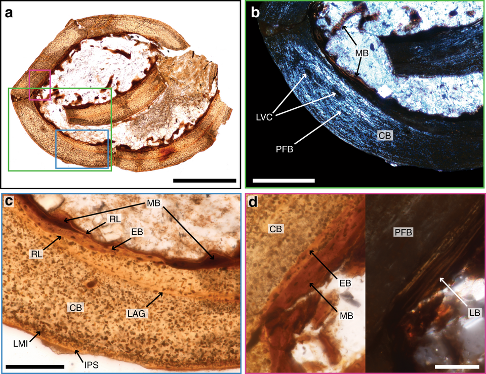 Microscopic view of fossil bone tissue
