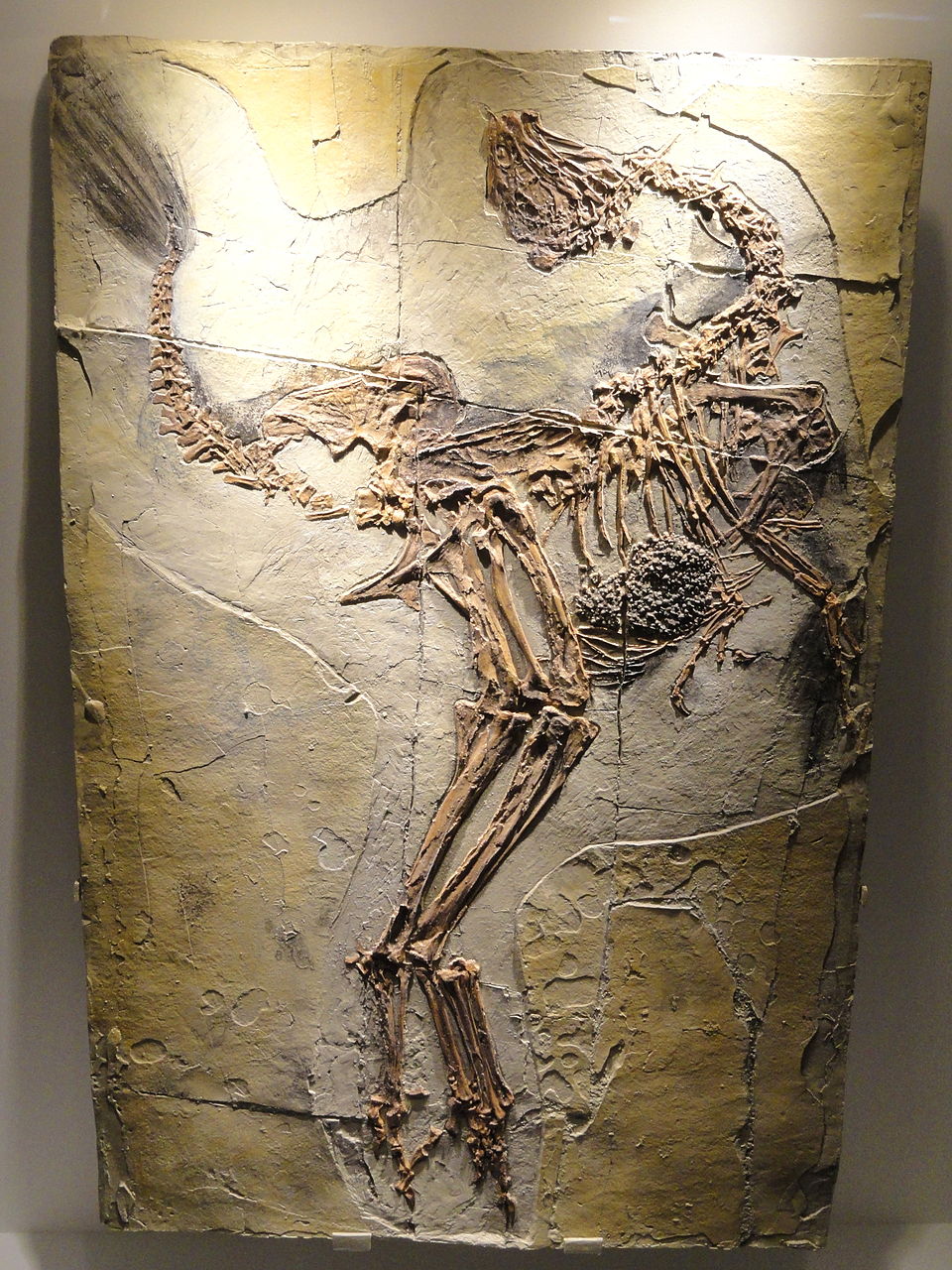 Caudipteryx zoui feathered dinosaur fossil plate from the Early Cretaceous Yixian Formation, Liaoning, China