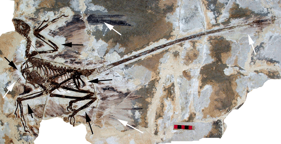 The holotype of Microraptor gui, IVPP V 13352 under normal light. This shows the preserved feathers (white arrow) and the halo around the specimen where they appear to be absent (black arrows). S...