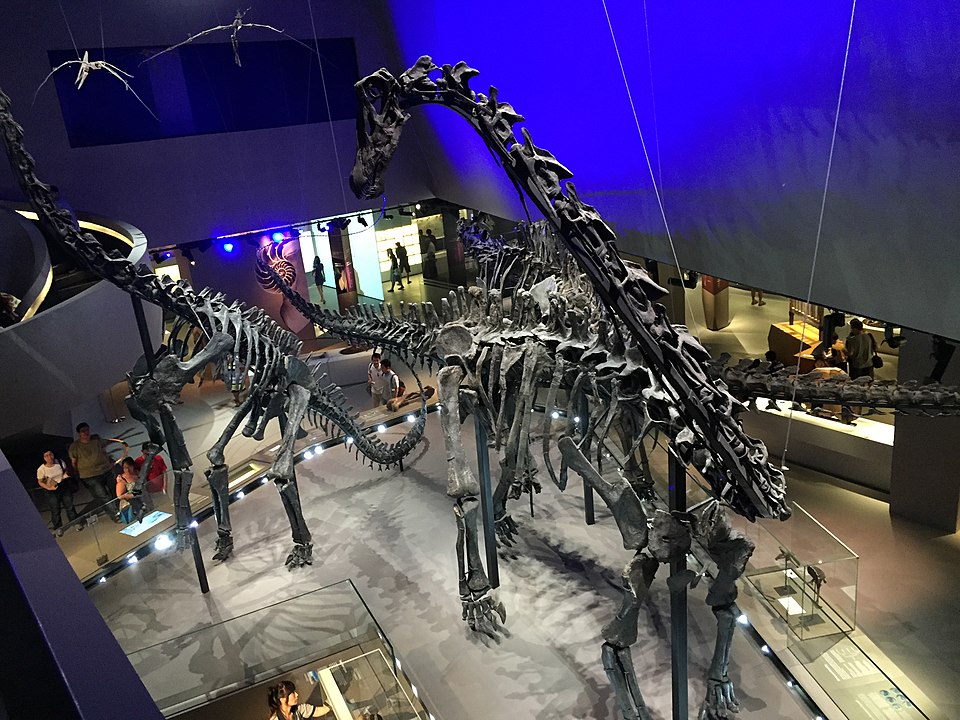 Three diplodocid sauropod dinosaur skeletons on display at the Lee Kong Chian Natural History Museum, Singapore