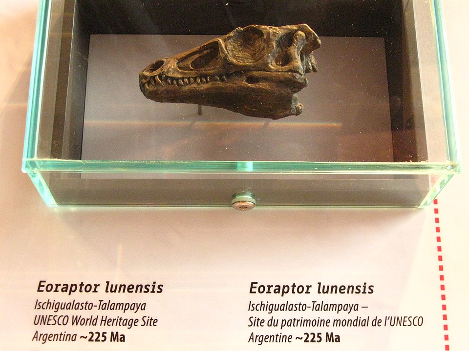 Copy of skull of the early theropod dinosaur Eoraptor lunensis from the Upper Triassic Ischigualasto Formation of Argentina, on display in the Joggins Fossil Center at Joggins Fossil Cliff World He...