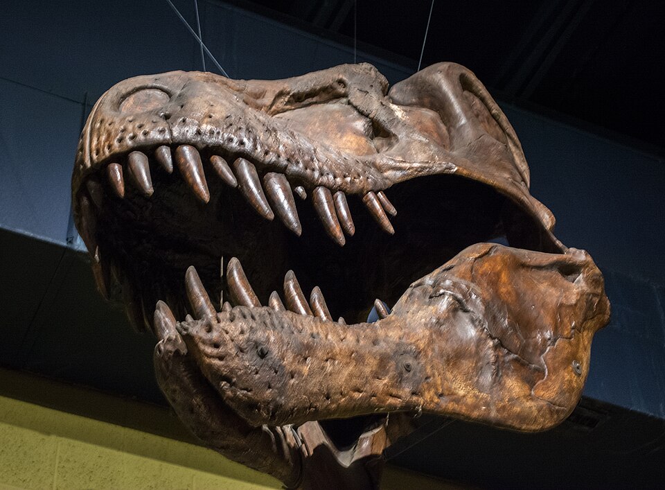 Tyrannosaurus rex skull at the Cleveland Museum of Natural History