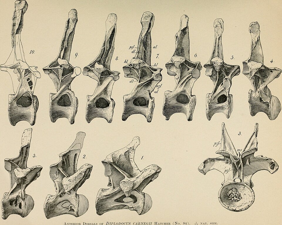 Mounted skeleton of Diplodocus in a museum hall