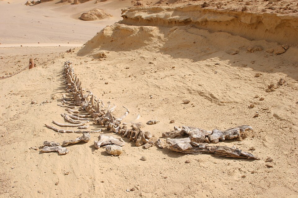 Fossil skeleton of the early whale Dorudon