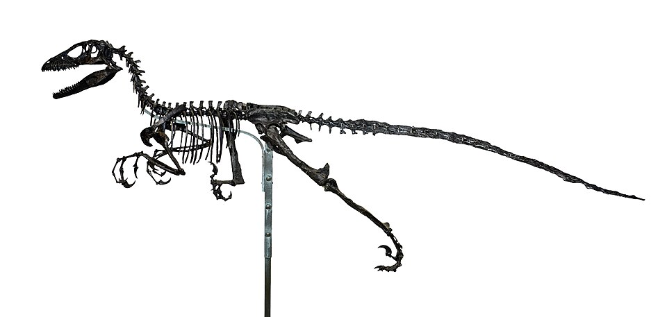Fossil skeleton of a dromaeosaurid dinosaur