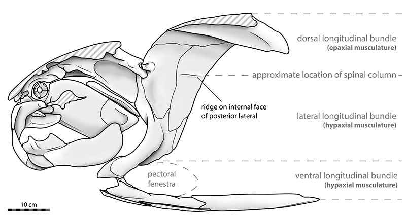 Armored skull of Dunkleosteus terrelli