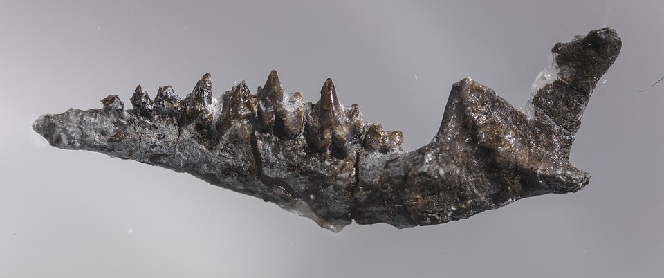 Fossil jaw of an early Mesozoic mammal