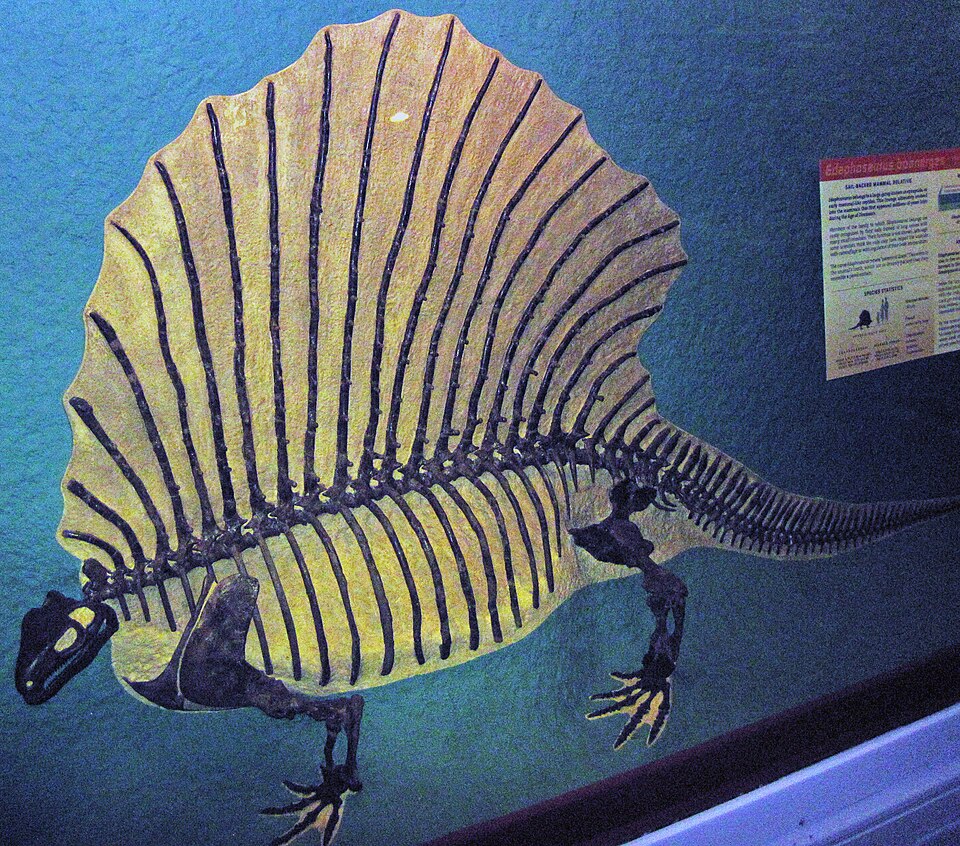 Edaphosaurus boanerges fossil reptile skeleton from the Lower Permian Nocona Formation, Archer County, Texas