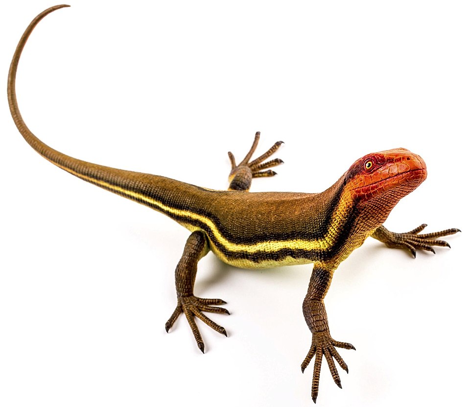 Scale model reconstruction of Hylonomus lyelli, the oldest known reptile, from the Late Carboniferous