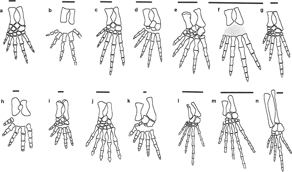 Fossil skull of an early tetrapod