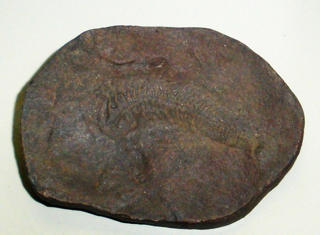Fossil of Spriggina floundersi, a bilaterally symmetrical Ediacaran organism from the Ediacara Hills of South Australia, at the Senckenberg Museum in Frankfurt