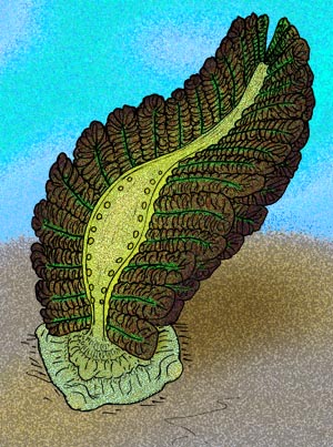Ediacaran fossil organism preserved in sandstone