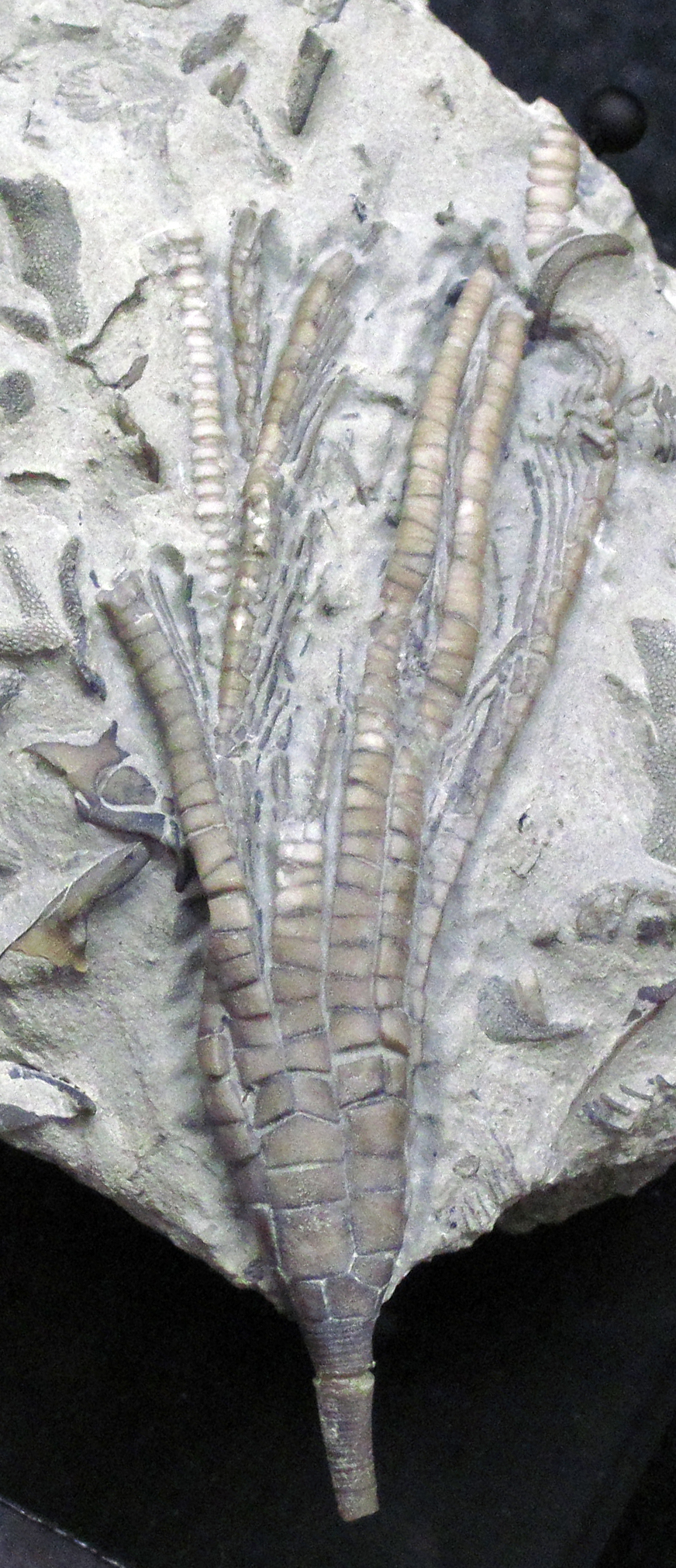 Ectenocrinus simplex fossil crinoid from the Upper Ordovician Kope Formation, northern Kentucky
