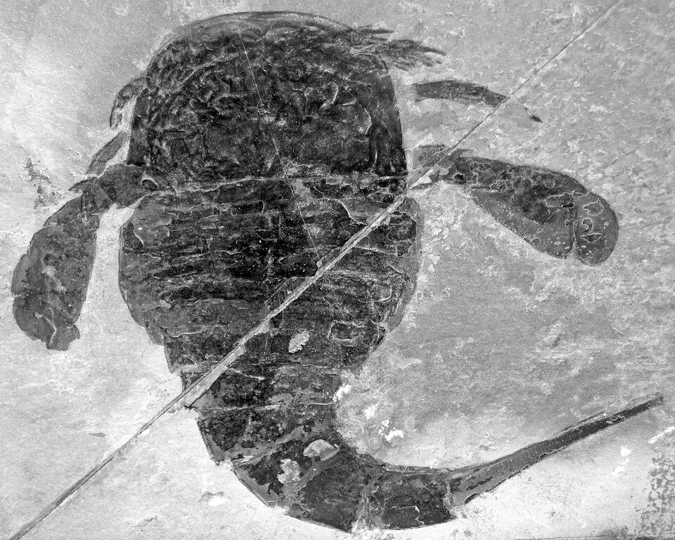 Fossil specimen of a eurypterid sea scorpion