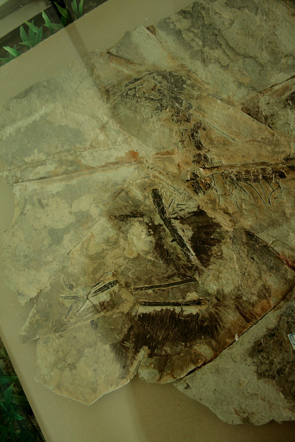 Fossil of a feathered dinosaur showing preserved plumage impressions