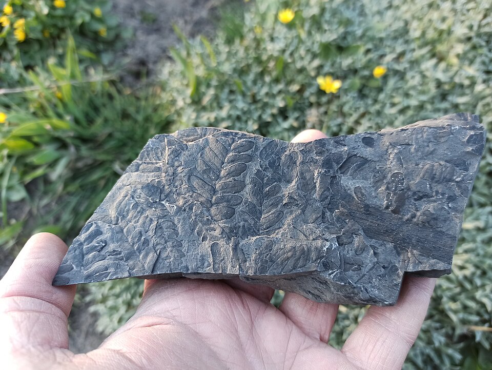 Carboniferous fossil fern Neuropteris, a seed fern from the Pennsylvanian coal-measure forests