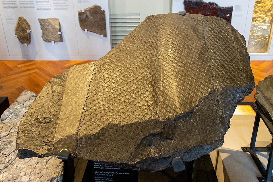 Coal with imprint of a Lepidodendron scale tree from the Carboniferous period, approximately 300 million years old