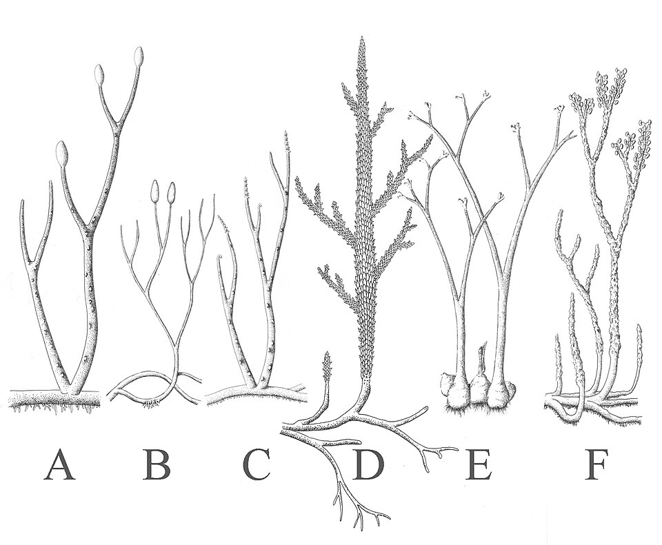 Reconstruction of the Early Devonian Rhynie Chert plant community, showing small vascular plants in a hydrothermal setting
