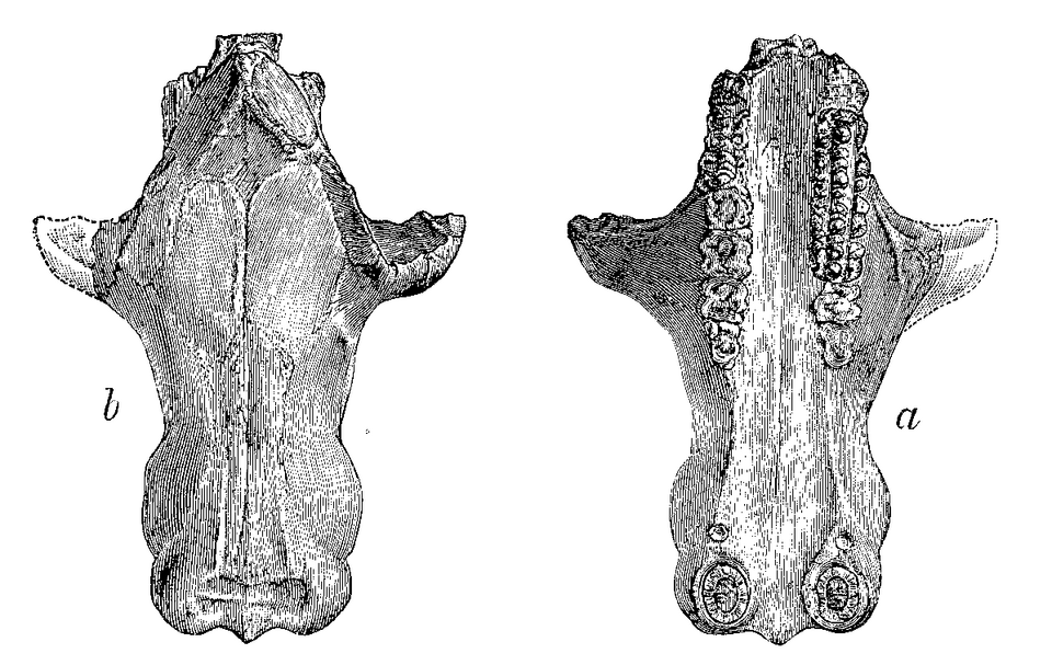 Fossil skull of Tritylodon, an advanced cynodont showing the transitional jaw anatomy that documents the evolution of mammalian ear bones