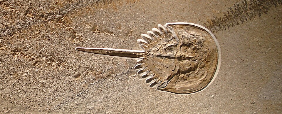 A horseshoe crab fossil preserved dead in its tracks, showing the animal's final moments immortalized in the fossil record