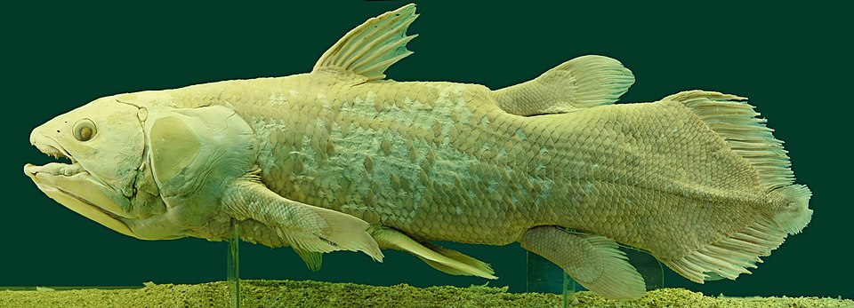 Preserved specimen of Latimeria chalumnae (coelacanth) at the Natural History Museum, Vienna