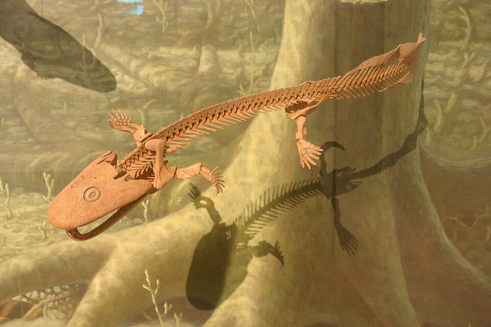 Skeletal mount of Acanthostega gunnari, one of the earliest known tetrapods with eight digits per limb